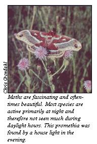 Moth resting