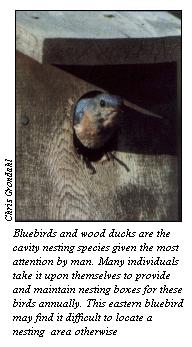 Bluebird in nest box