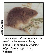 JPG - Meadow vole