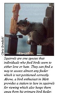 JPG - Squirrel feeding
