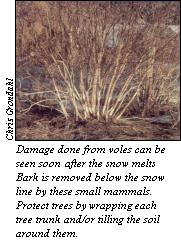 JPG - Damage from prairie voles