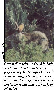 JPG - Cottontail rabbit
