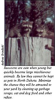 Raccoons perched in stump