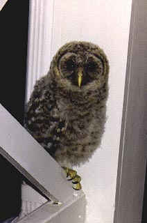 Baby Barred Owl - Janice Horne, Richmond, VA