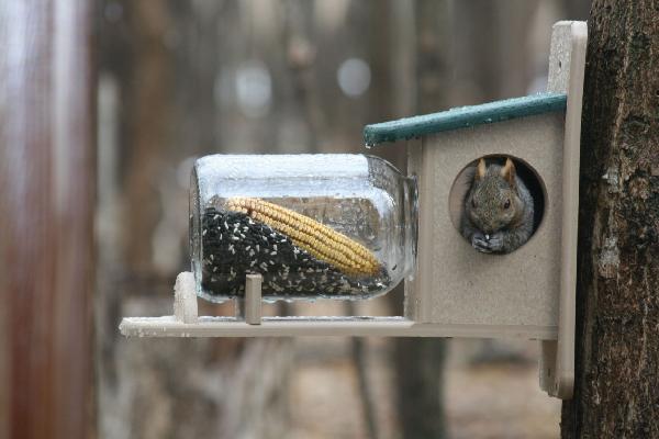 Bird's Choice Recycled Squirrel Jar Feeder
