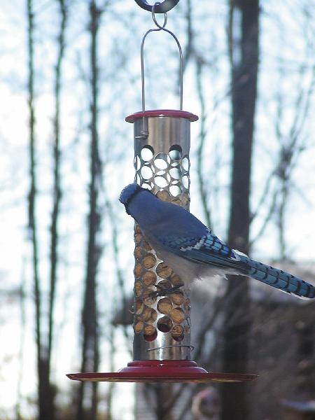 Bird's Choice 1 Quart Stainless Steel Peanut in the Shell Feeder