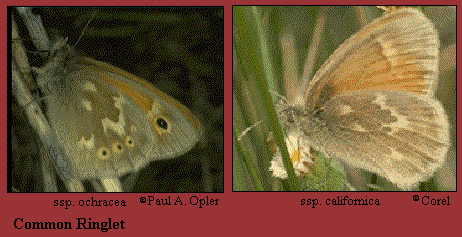 JPG -- species photo
