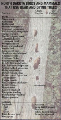 JPG - List of cavity nesting species