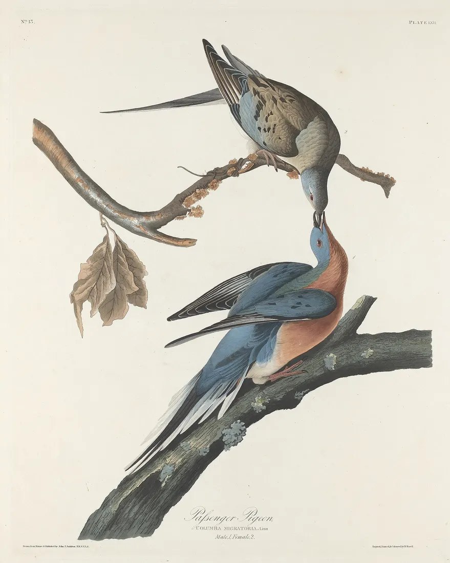 Hand-coloured engraving of two Passenger Pigeons on branches, a blue-grey male feeding a duller female, with long pointed tails.