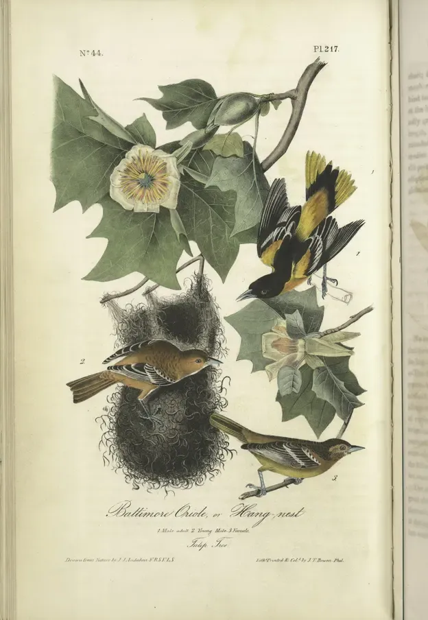 Audubon's octavo plate of the Baltimore Oriole among tulip tree flowers, with an adult male, a young male and a female at a hanging nest, in an open book.