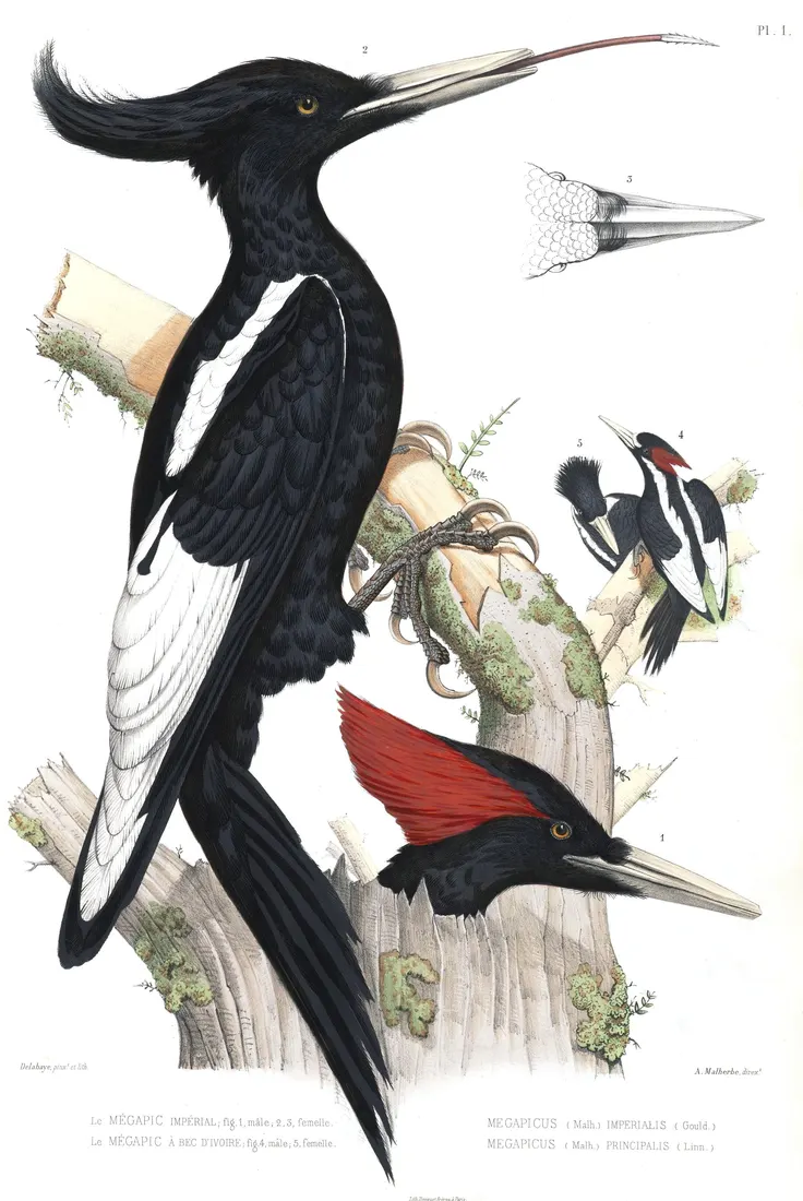 Hand-coloured plate with a black female Imperial Woodpecker in profile, a red-crested male head below, bill detail at upper right and two small Ivory-billed Woodpeckers.