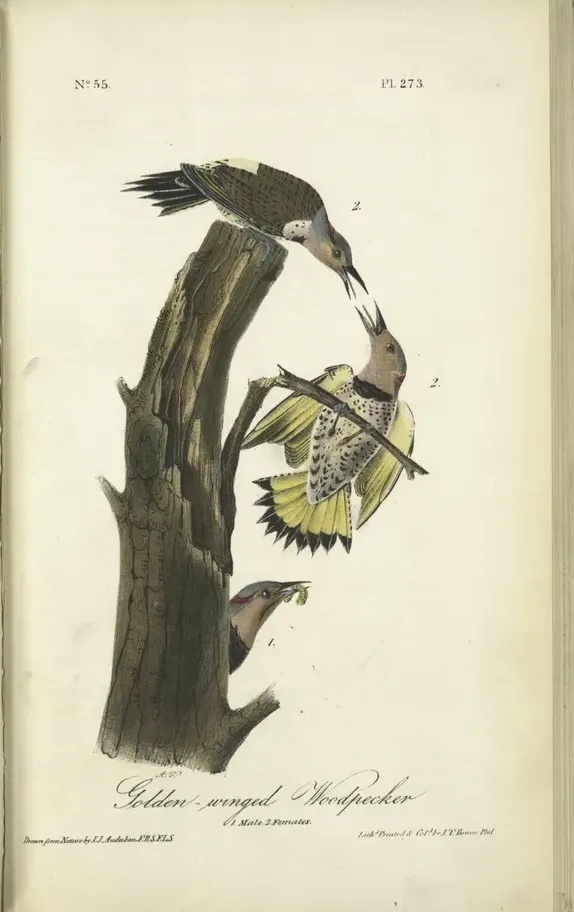 Audubon's octavo plate of the Golden-winged Woodpecker, now the Northern Flicker, showing a male and two females at a tree hollow in an open book.