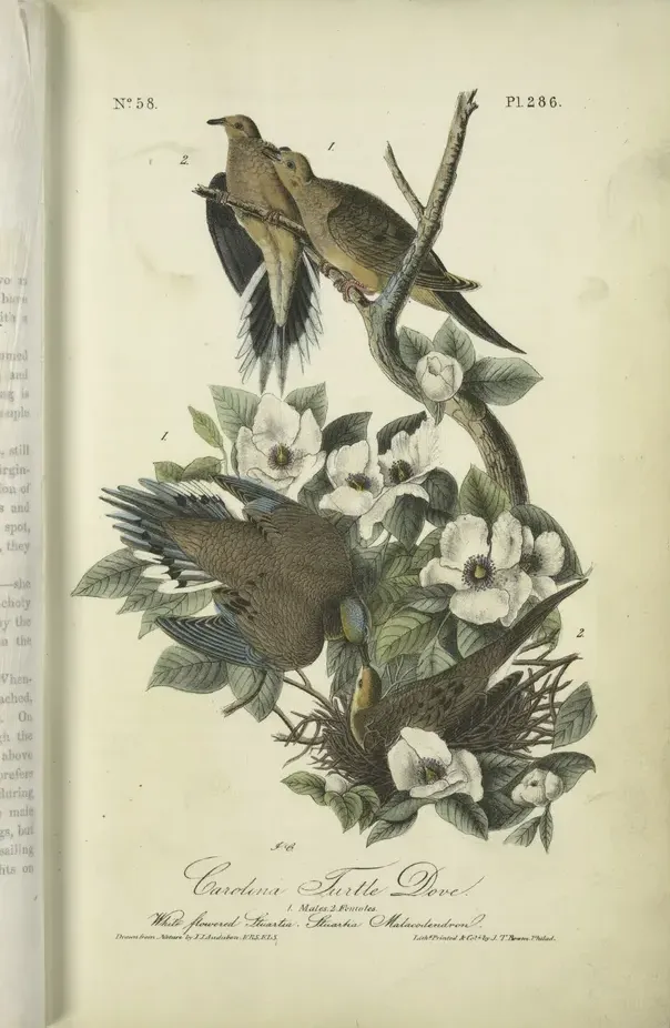 Audubon's octavo plate of the Carolina Turtle Dove, now the Mourning Dove, showing males and females among white flowers of the Stuartia, in an open book.