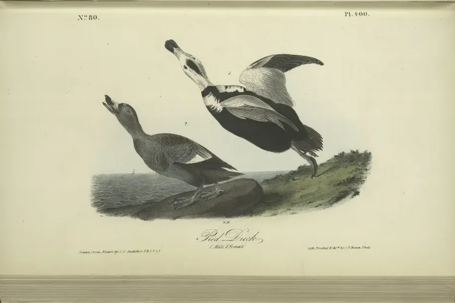 Audubon's octavo plate of the Pied Duck, now the extinct Labrador Duck, showing a male and a female on a shore, photographed in an open book.