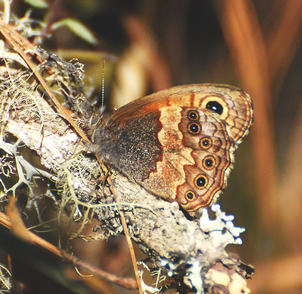 Pine satyr resting on a lichen-covered twig with wings closed, showing the row of dark eyespots on the brown and orange underside.