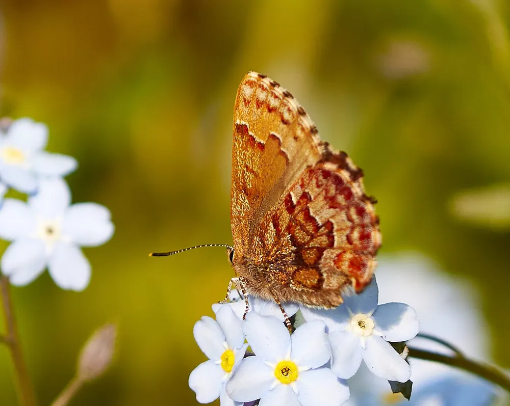 Eastern pine elfin perched on pale forget-me-not flowers with wings closed, showing the banded brown and rust underside of the hindwing.
