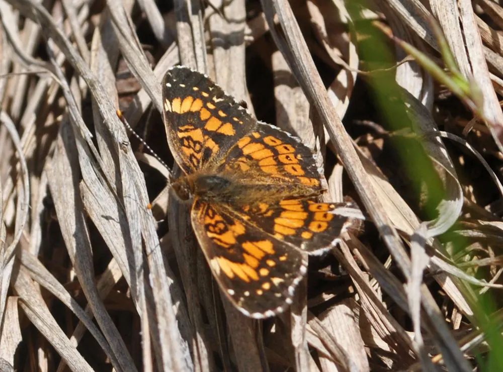 Gorgone checkerspot basking with wings open on dry grass, black wings patterned with orange bands and rows of orange spots.