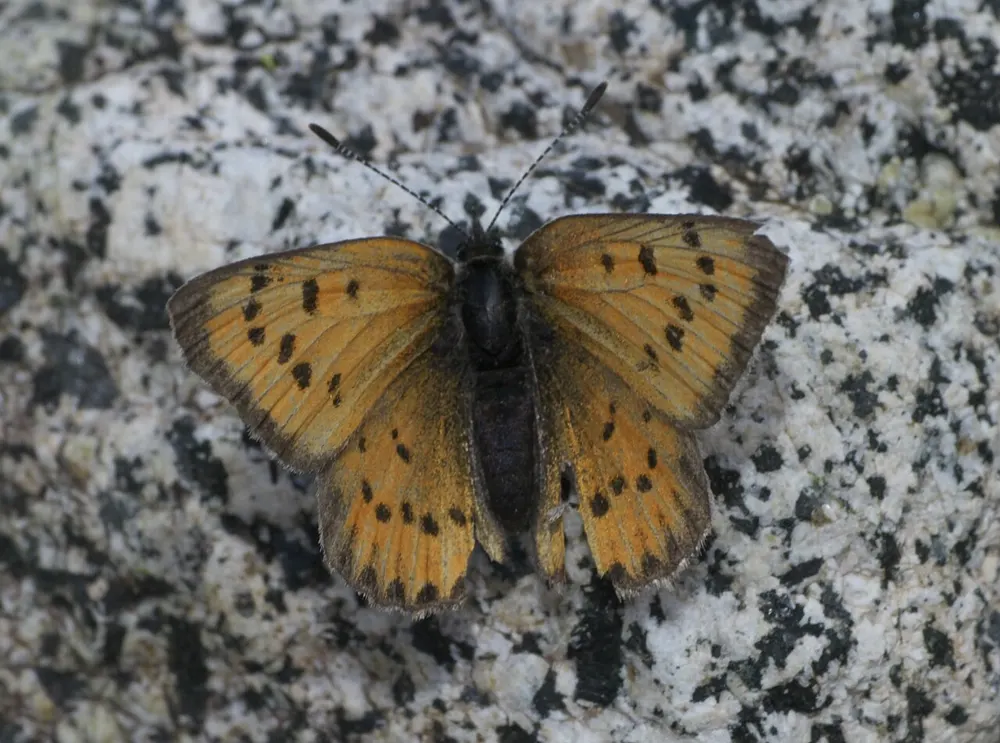 Lustrous copper resting on granite with wings open, bright orange-copper upperside marked with small black spots.
