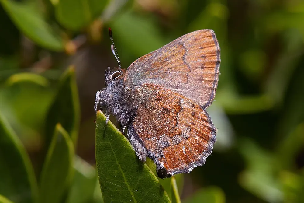 Moss' elfin perched on a green leaf with wings closed, showing the reddish-brown, finely marked underside.