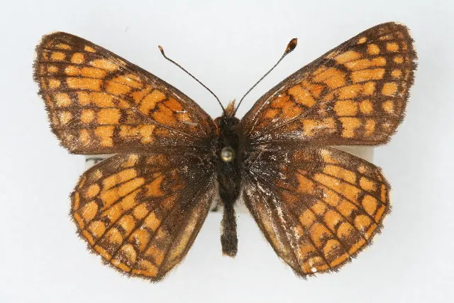 Pinned rockslide checkerspot specimen with wings open, orange and black checkered pattern on a pale background.