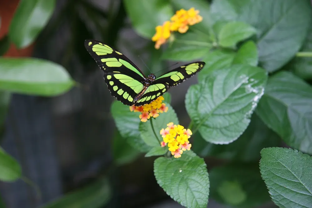 Scarce bamboo page feeding on small yellow and orange lantana flowers with wings open, black wings with broad lime-green bands.